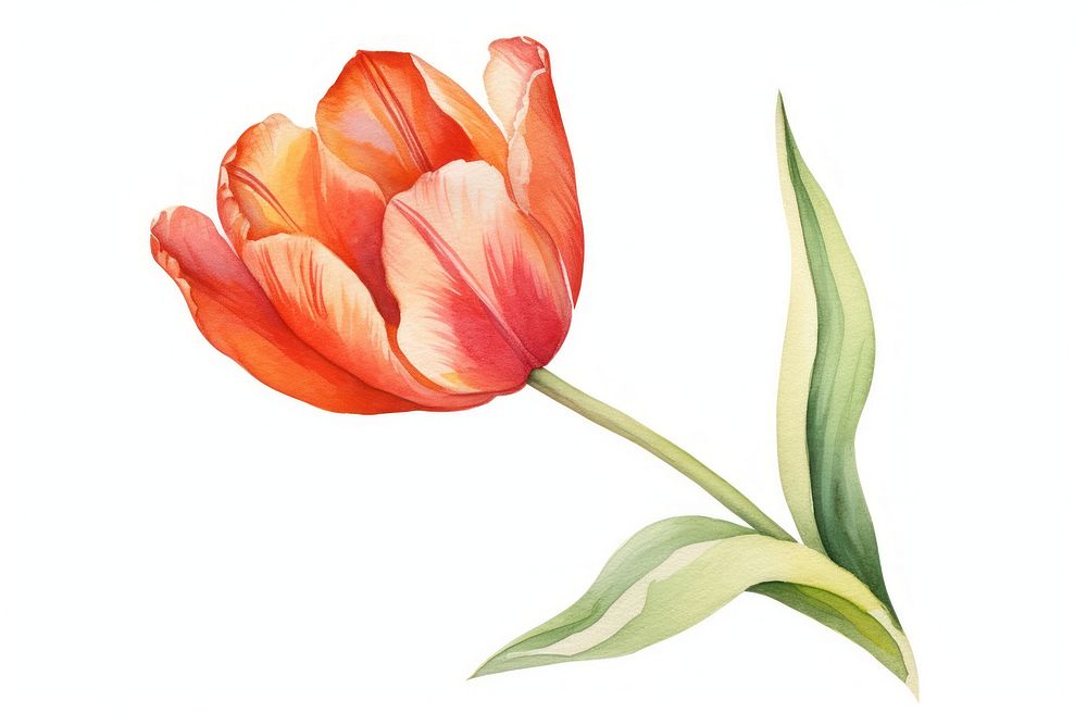 Flower tulip plant inflorescence. AI generated Image by rawpixel.
