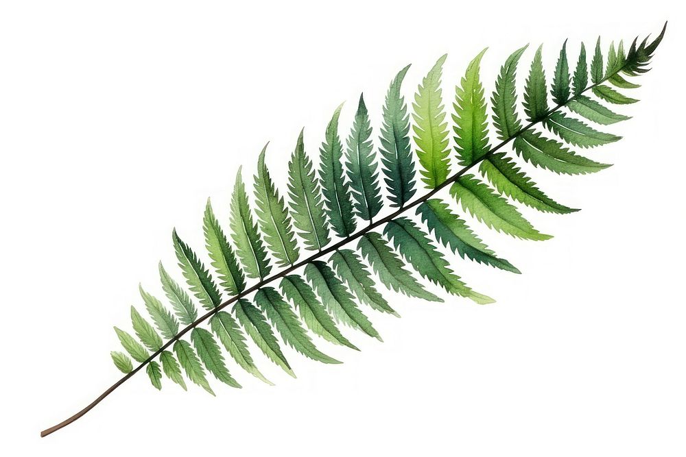 Fern plant leaf nature. AI generated Image by rawpixel.