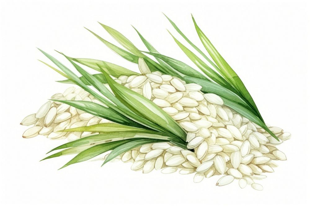 Rice plant food white background. AI generated Image by rawpixel.