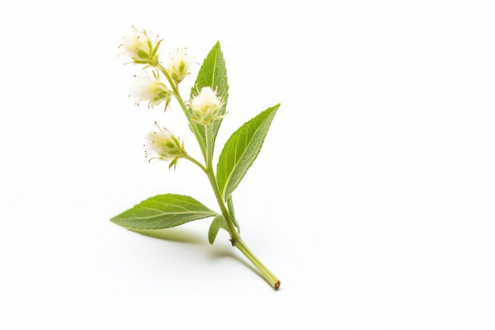 Flower plant white herbs. AI generated Image by rawpixel.