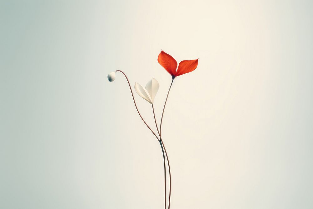 Flower plant petal fragility. AI generated Image by rawpixel.