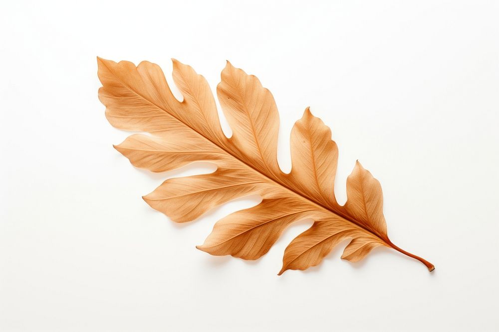 Leaf plant brown white background. 