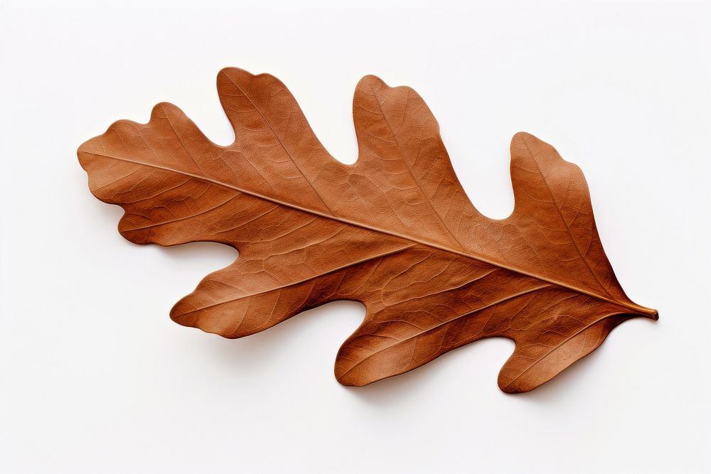 Leaf plant brown tree. AI generated Image by rawpixel.