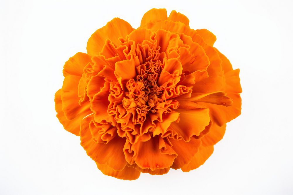 Marigold flower petal plant. AI generated Image by rawpixel.