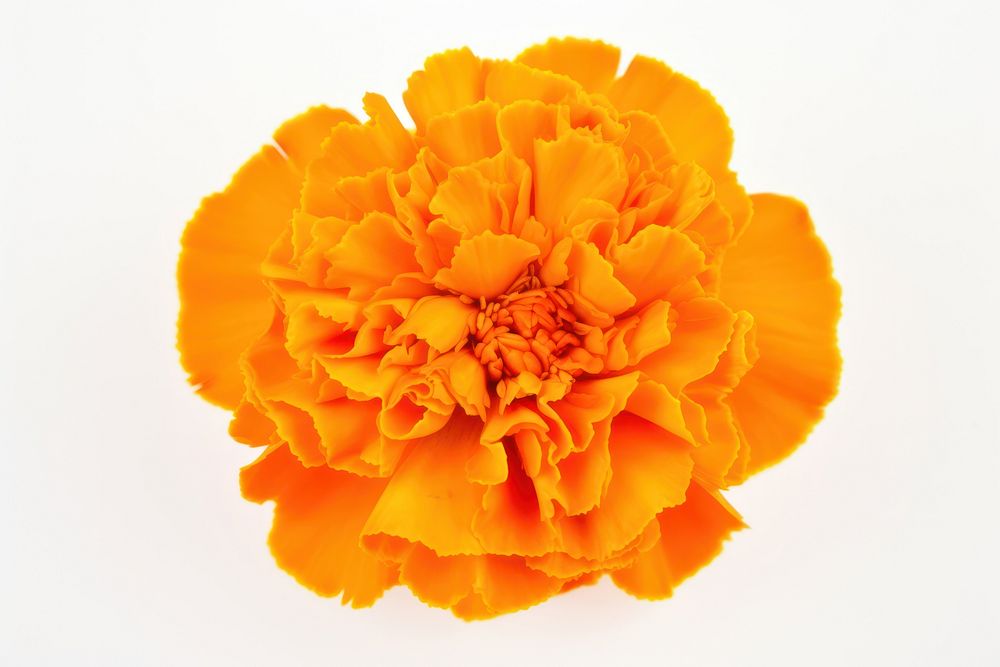 Marigold flower plant rose. AI generated Image by rawpixel.