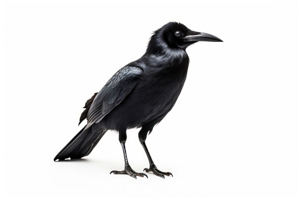 Bird blackbird animal white background. AI generated Image by rawpixel.