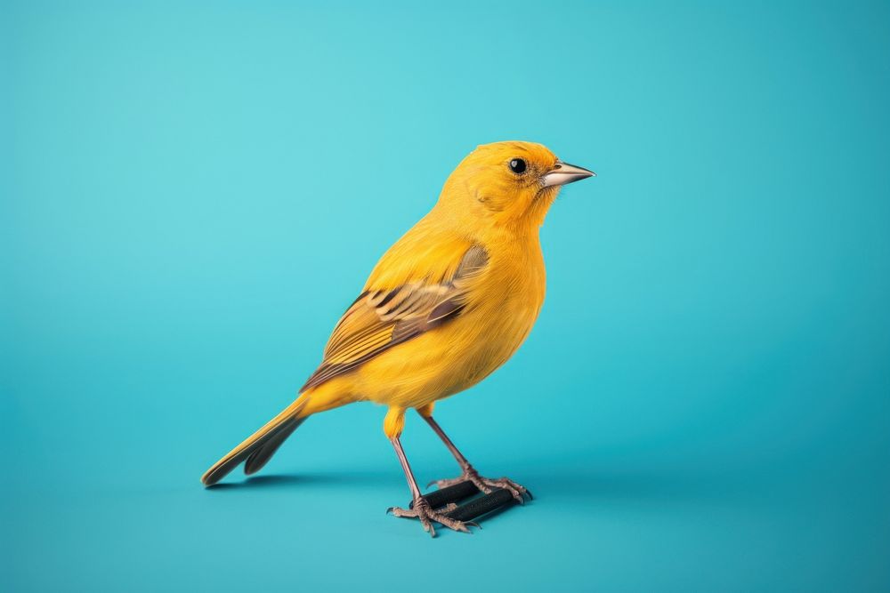 Bird canary animal wildlife. AI generated Image by rawpixel.
