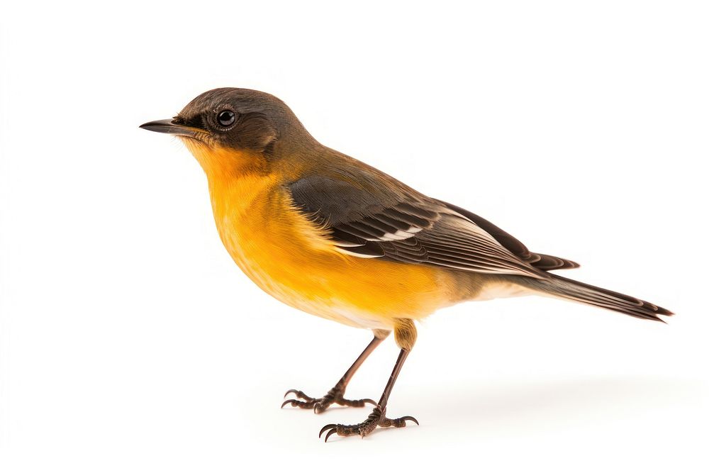 Bird animal canary robin. 