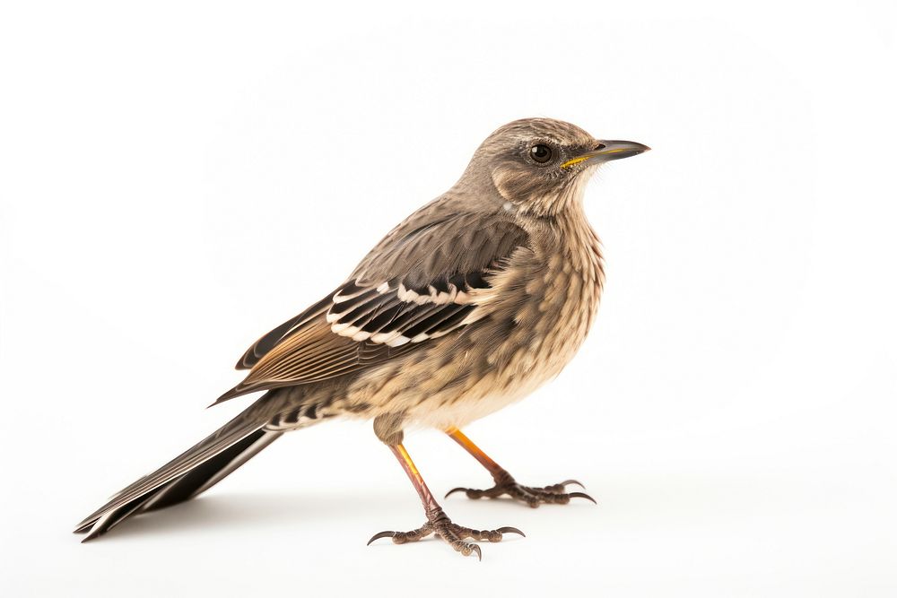 Bird sparrow animal white background. 