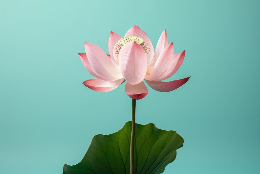 Flower petal plant lily. AI generated Image by rawpixel.