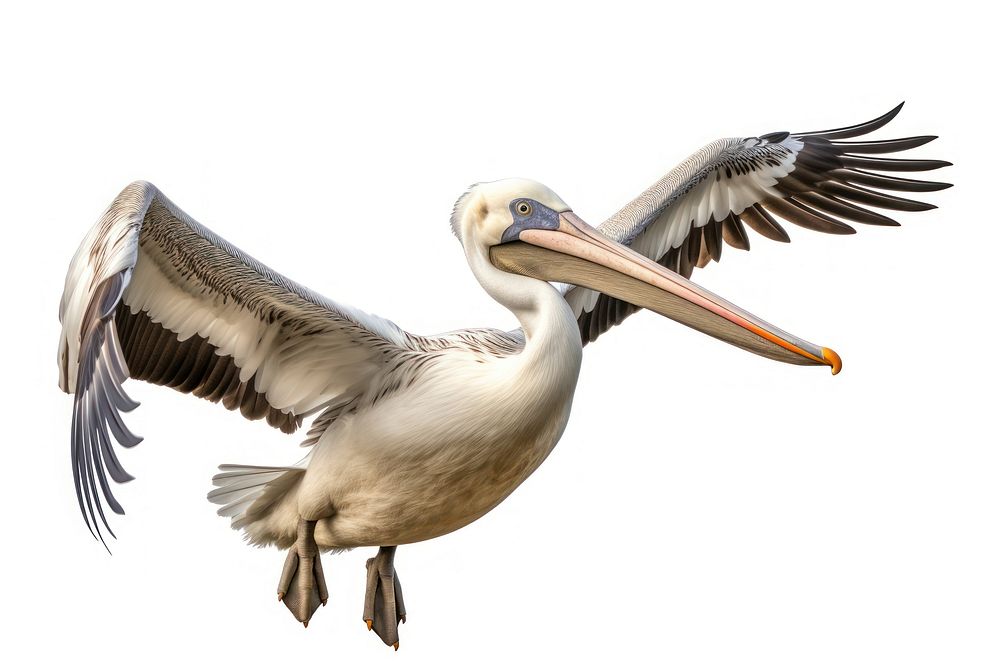 Pelican animal flying bird. 