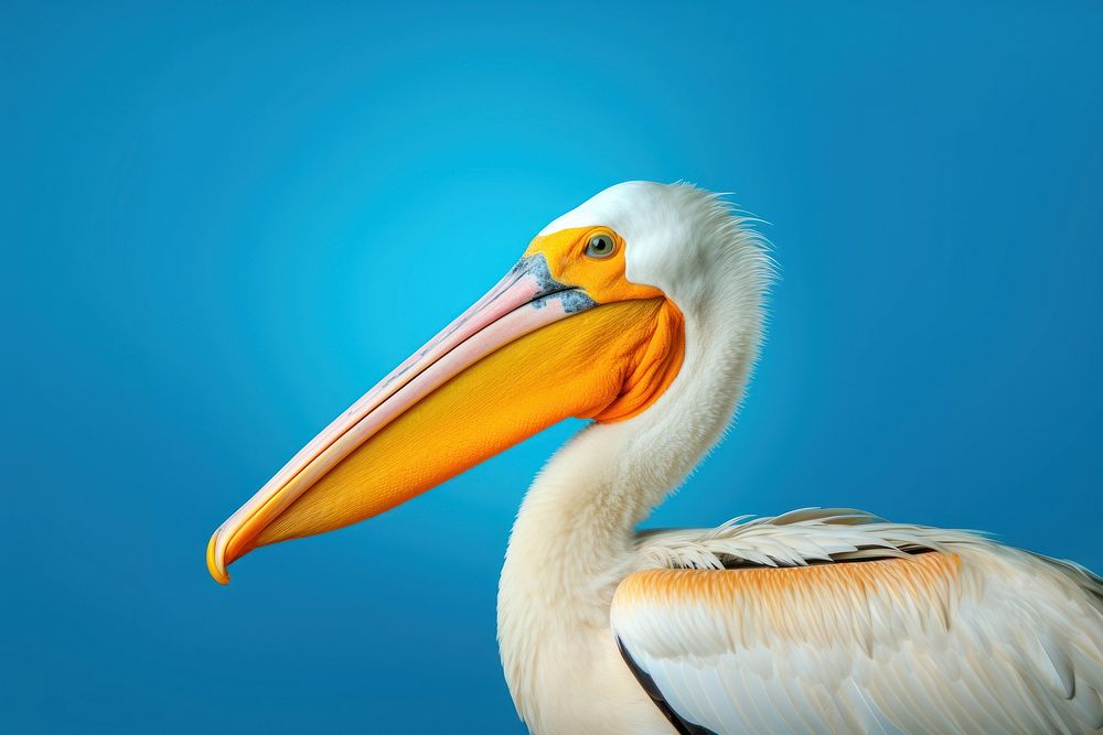 Pelican animal beak bird. AI generated Image by rawpixel.