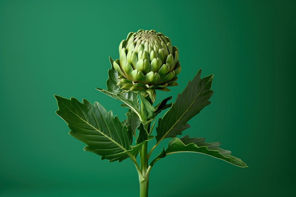 Artichoke food vegetable plant. AI generated Image by rawpixel.