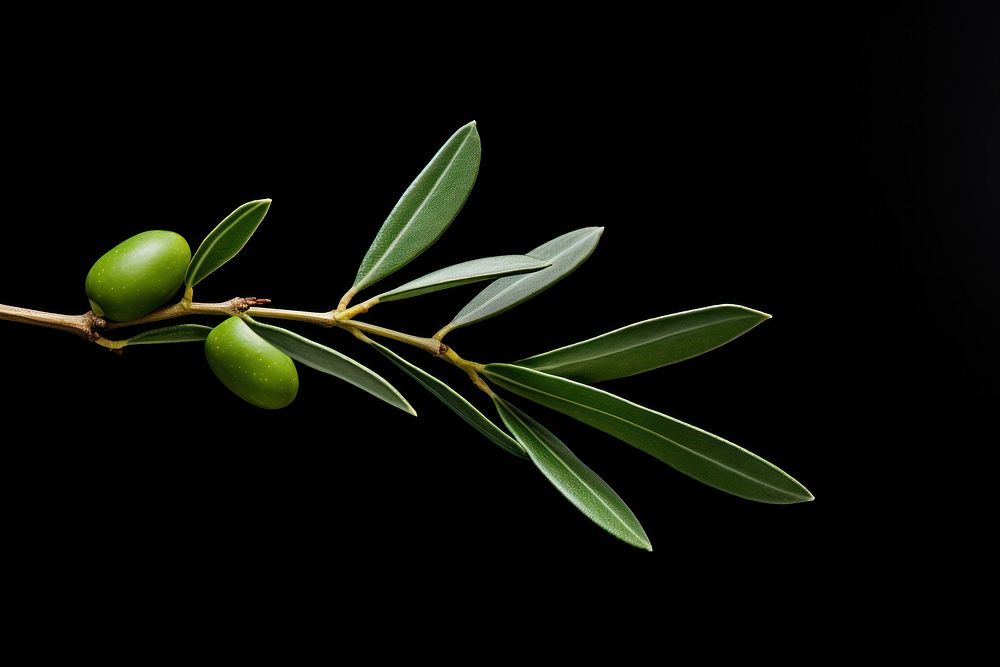 Branch plant olive leaf. 