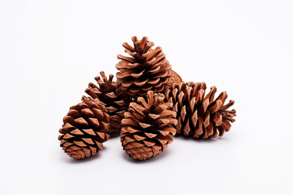 Plant brown fir white background. AI generated Image by rawpixel.