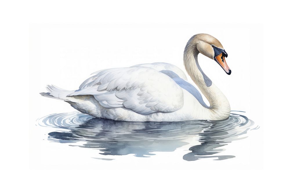 Swan animal white bird. AI generated Image by rawpixel.