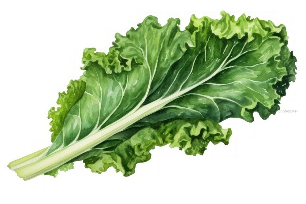 Kale vegetable lettuce plant. AI generated Image by rawpixel.