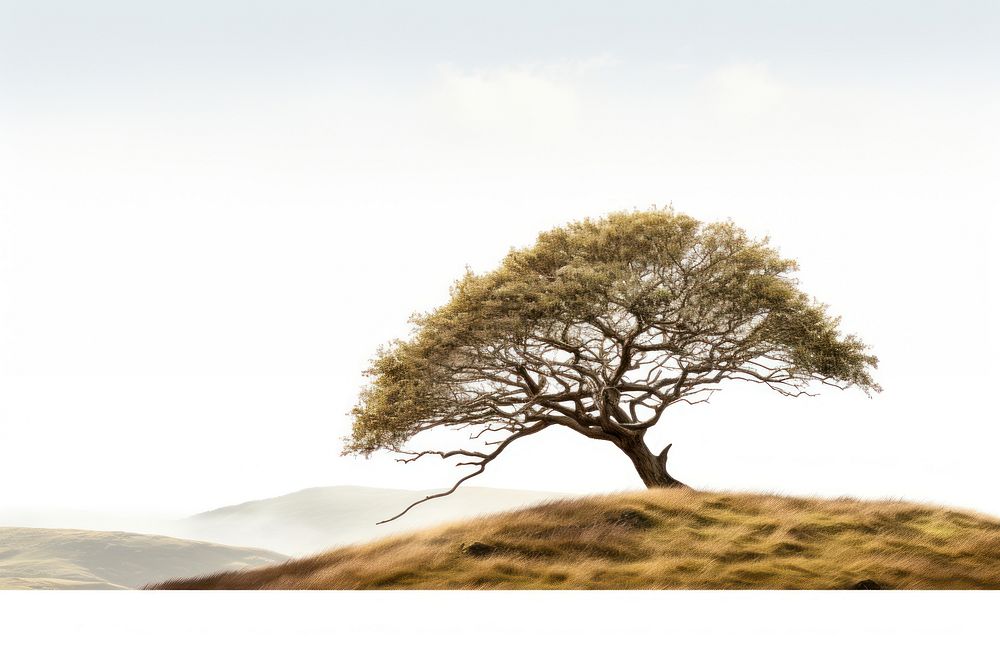 Tree grassland outdoors nature. AI generated Image by rawpixel.