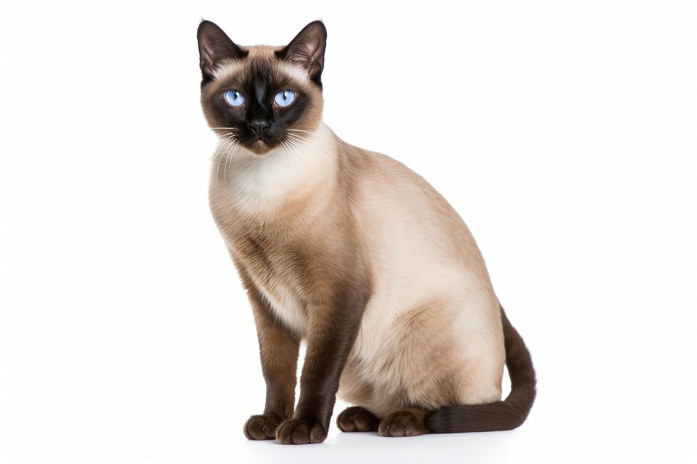 Siamese animal mammal pet. 