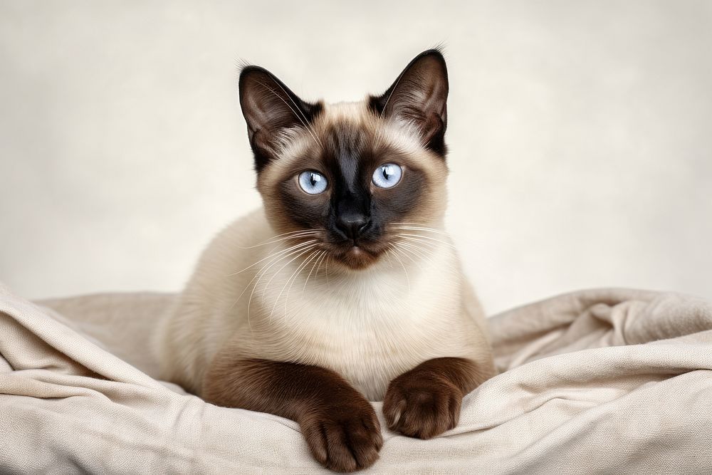 Siamese animal mammal pet. AI generated Image by rawpixel.