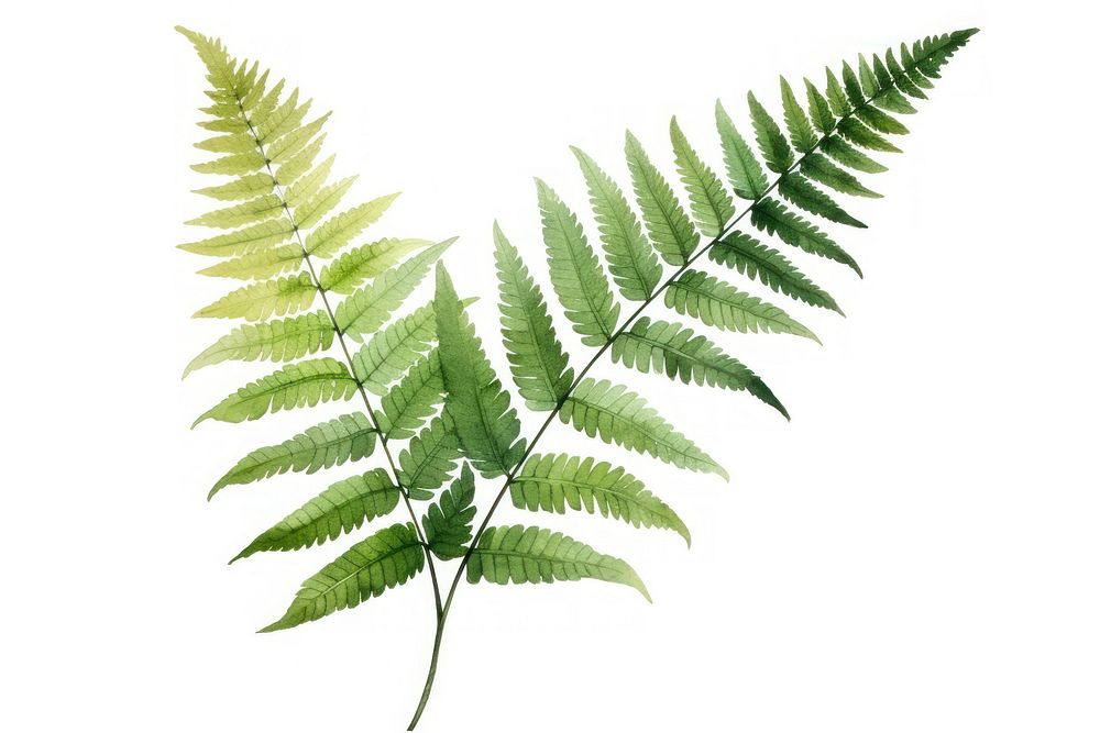 Fern plant leaf white background. AI generated Image by rawpixel.