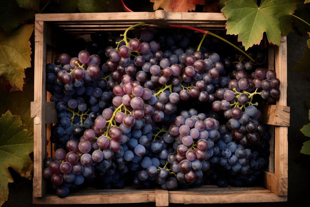 Grapes plant fruit vine. AI generated Image by rawpixel.