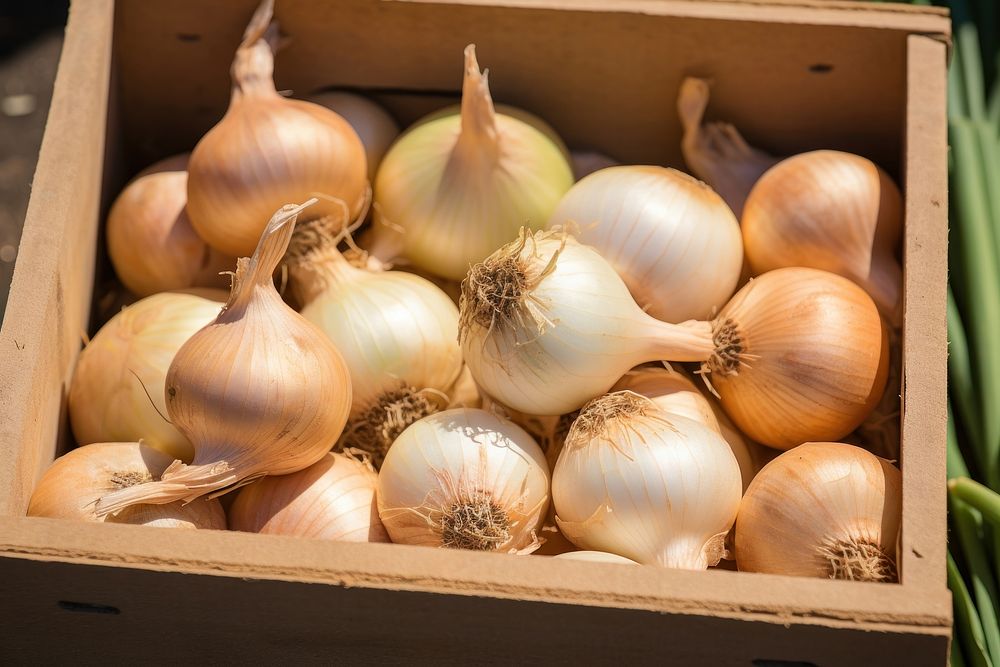 Onion box vegetable plant. 