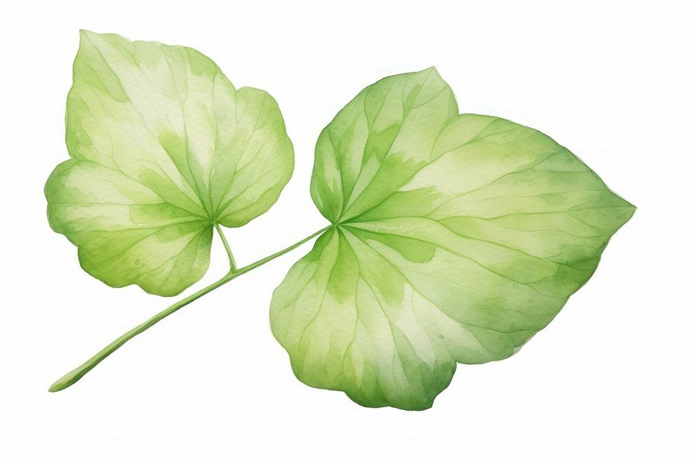 Leaf plant xiaolongbao vegetable. AI generated Image by rawpixel.