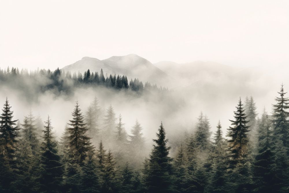 Mist fog fir backgrounds. 