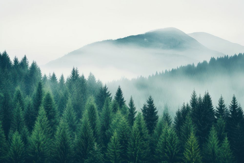 Forest land fog fir. AI generated Image by rawpixel.