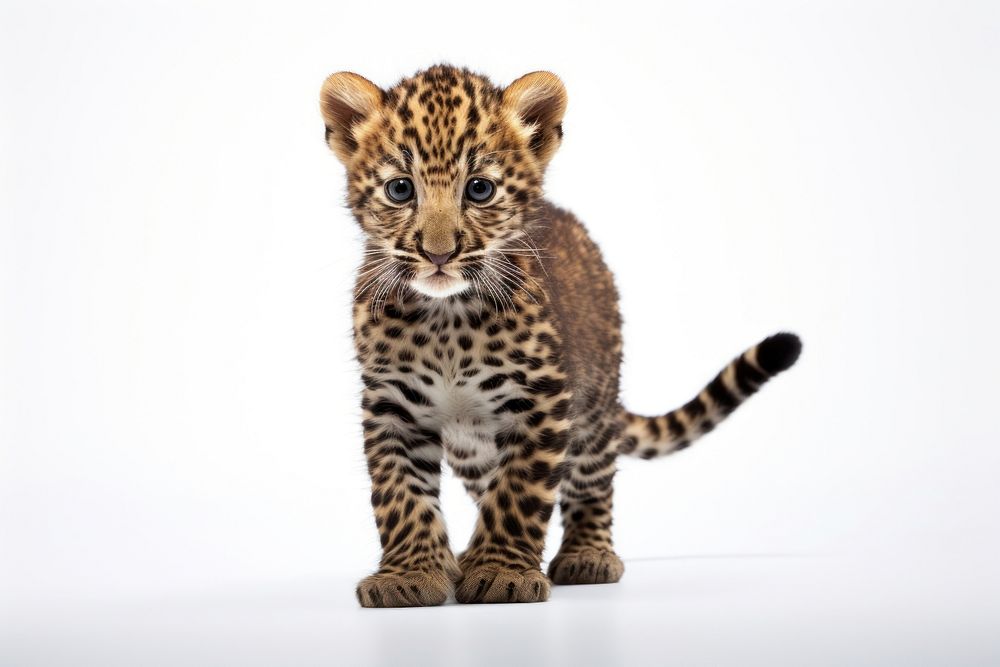 Leopard wildlife cheetah animal. AI generated Image by rawpixel.