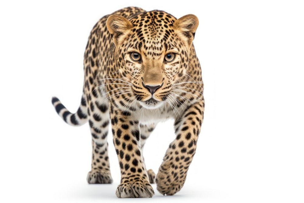 Leopard wildlife cheetah walking. AI Free Photo rawpixel