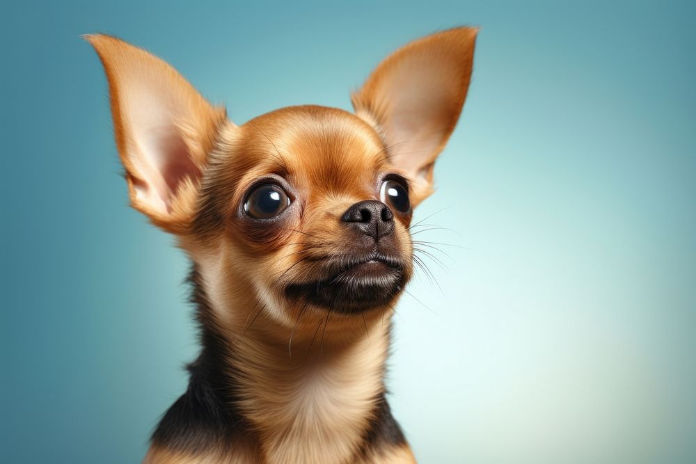 Chihuahua animal mammal puppy. AI generated Image by rawpixel.