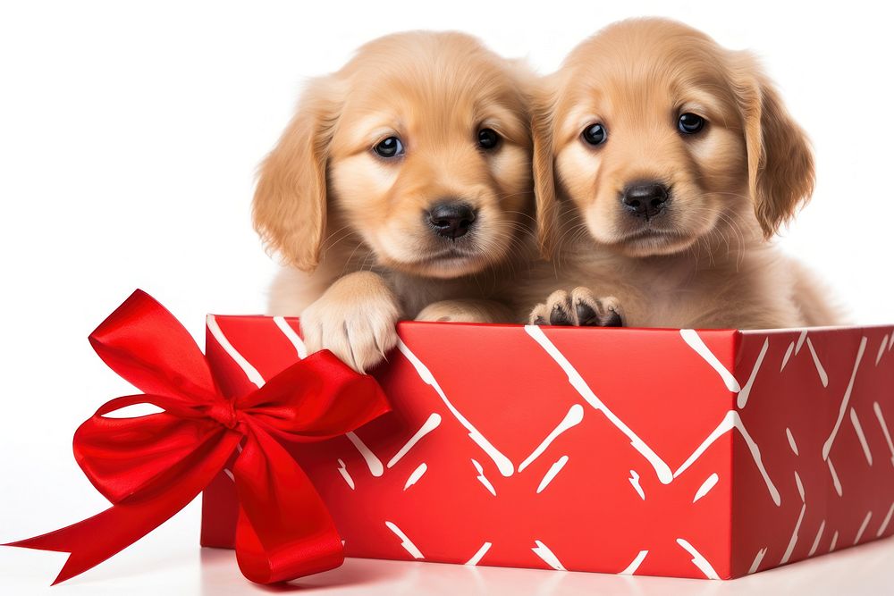Mammal animal puppy gift. AI generated Image by rawpixel.