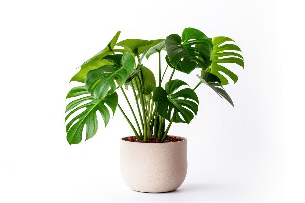 Plant leaf white background houseplant. AI generated Image by rawpixel.