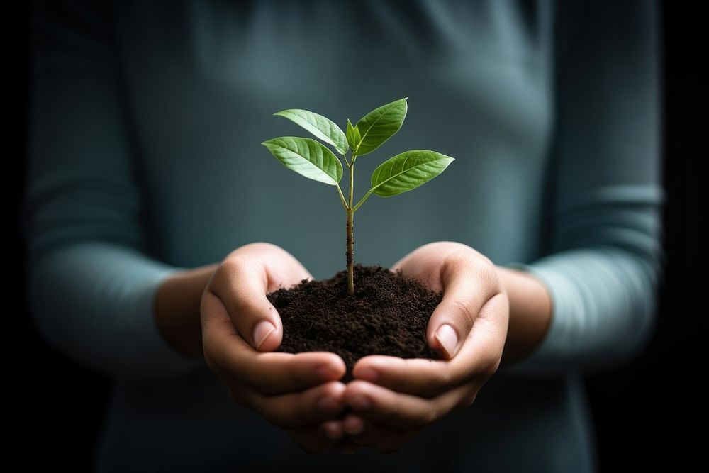 Plant hand planting holding. 