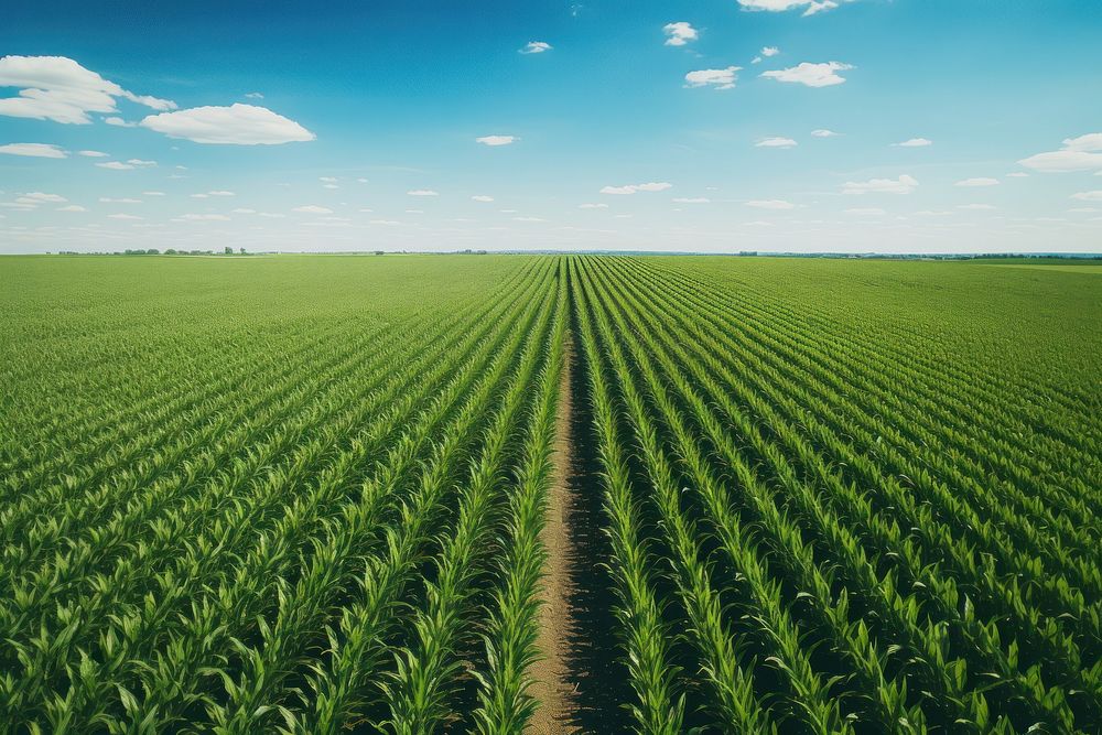 Field outdoors horizon nature. AI generated Image by rawpixel.