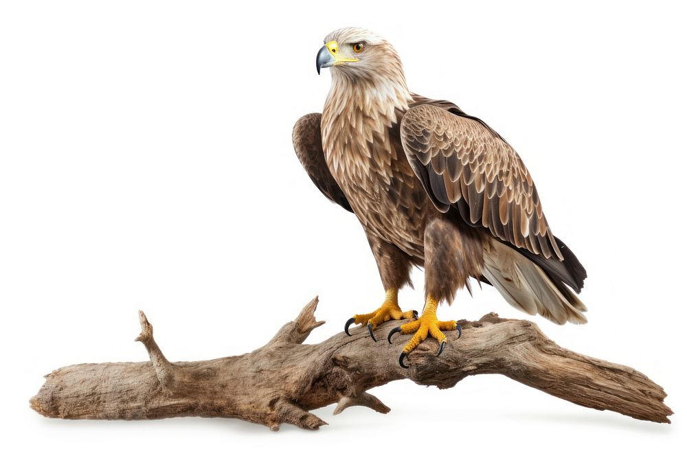 Buzzard vulture animal mammal. AI generated Image by rawpixel.