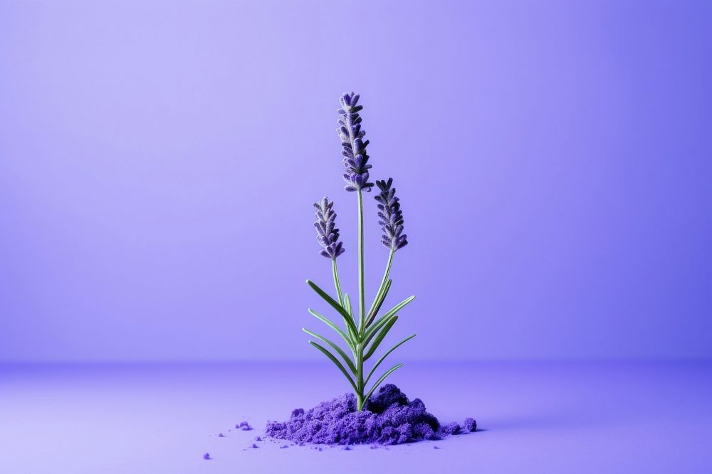 Lavender flower plant tranquility. AI generated Image by rawpixel.