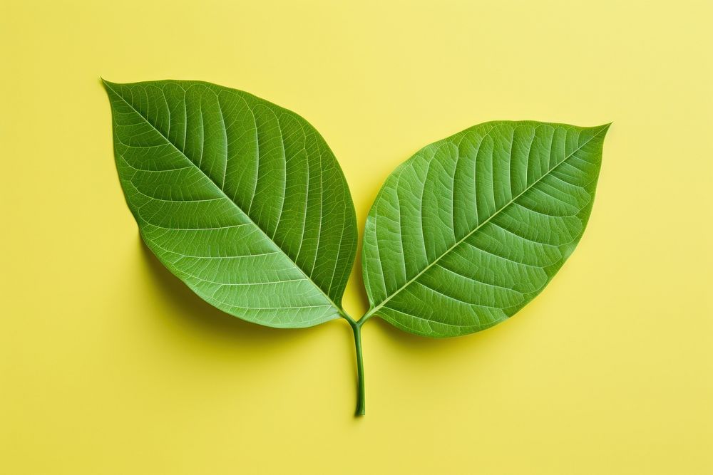 Leaf plant freshness yellow. AI generated Image by rawpixel.