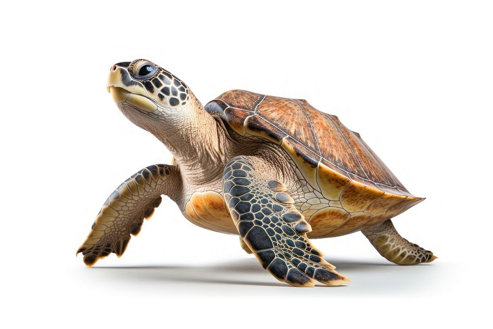 Reptile animal turtle white background. | Premium Photo - rawpixel