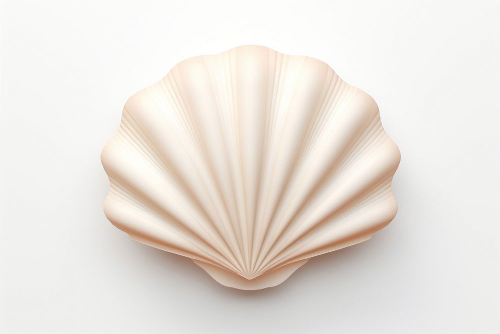 Seashell white background invertebrate simplicity. AI generated Image by rawpixel.