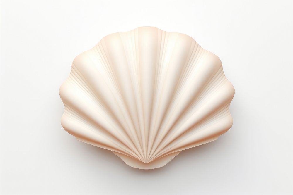 Seashell white background invertebrate simplicity. 