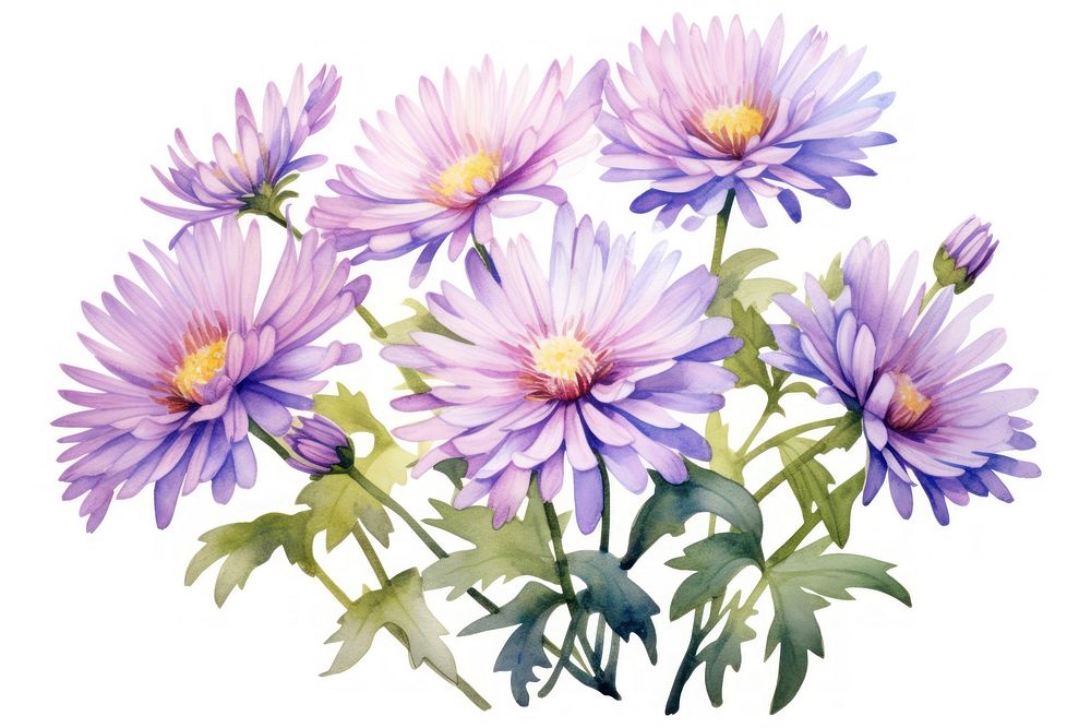 Aster blossom flower plant. AI generated Image by rawpixel.
