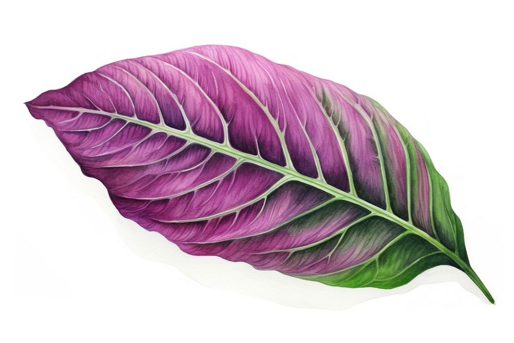 Leaf purple plant petal. AI generated Image by rawpixel.