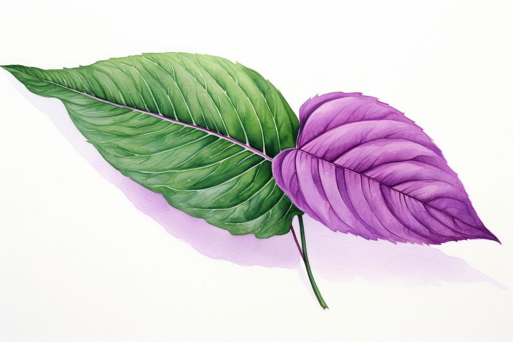 Leaf drawing sketch plant. AI generated Image by rawpixel.