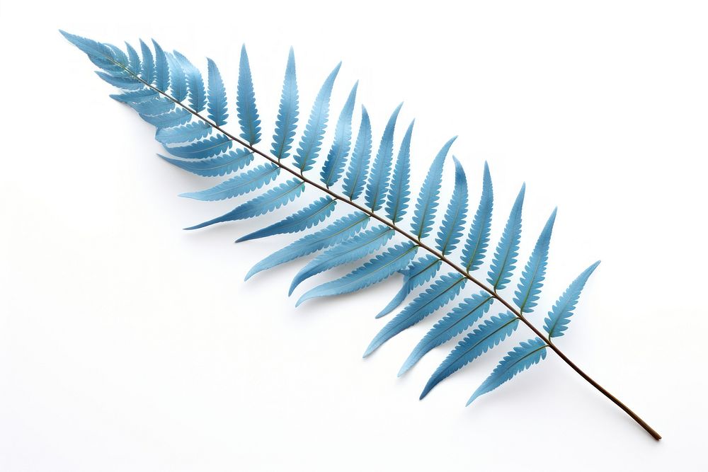 Plant leaf blue fern. AI generated Image by rawpixel.