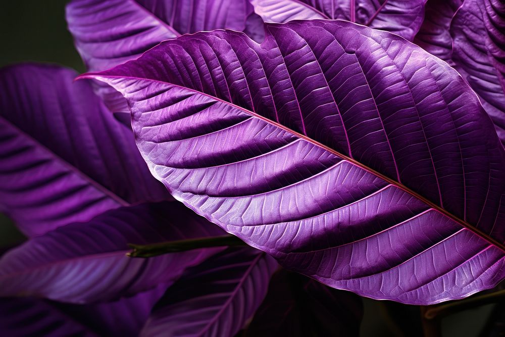 Leaf purple plant petal. AI generated Image by rawpixel.