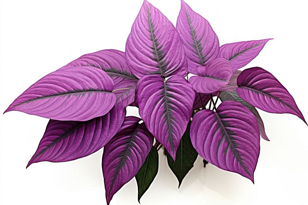 Flower purple plant leaf. AI generated Image by rawpixel.