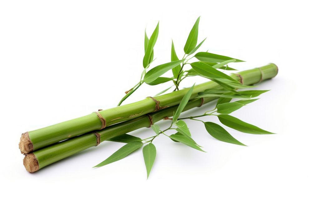 Bamboo plant white background freshness.